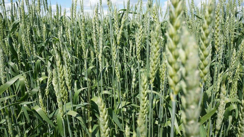 Купить зерно озимой пшеницы оптом от производителя - Зерно Жизни